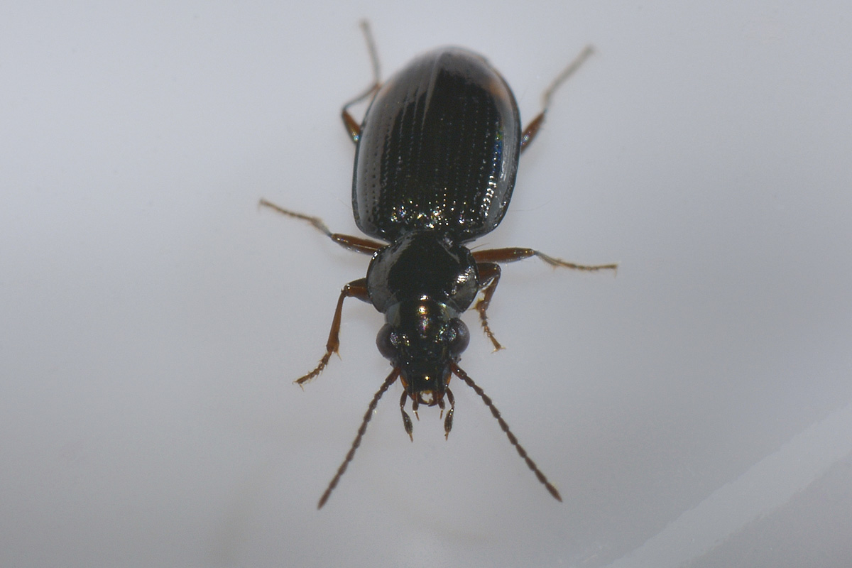 Carabide di palude: Philocthus lunulatus
